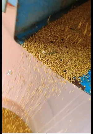 بذر قت عماني