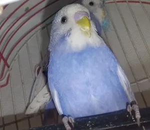 عصافير للبدر حب على طيور زيبرا