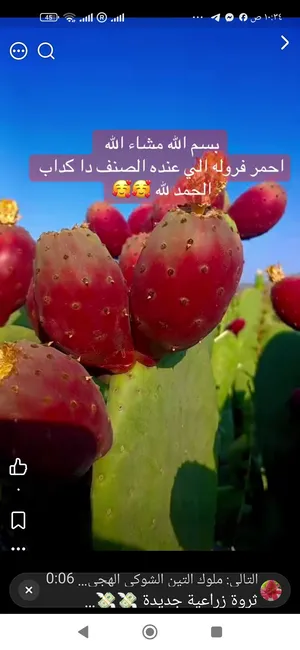 صبر هجين احمر وأبيض وعسلي