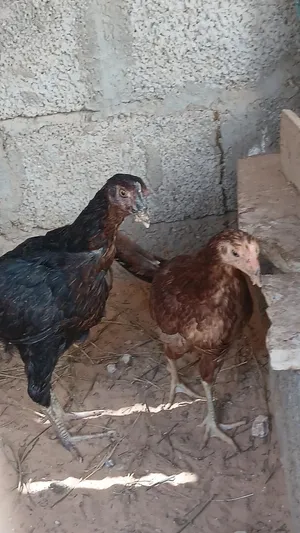 زوز فراريج للبيع اقرا الوصف