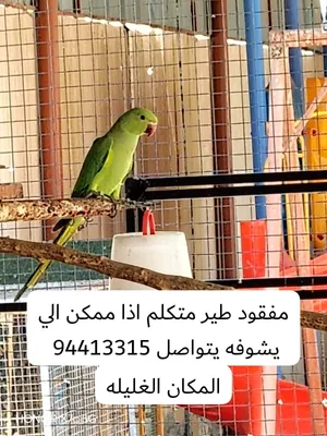 قفص دجاج طوله حوالي ثلاث مواقف سيارات