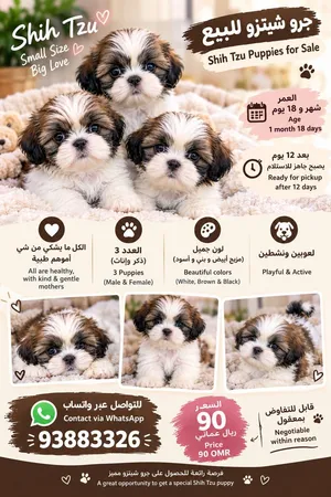 شيتزو كيوت يبحث عن بيت يحبّه
