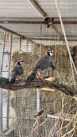 مطلووب أنثى حجل عربي بسعر مناسب
