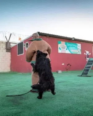 تدريب كلاب ..يجب أن تكون الخطوة الأولى في رحلتك الصيفيه هي تدريب كلبك. وتبدأ من THE PET ZONE CENTE