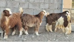 تيوسه للبيع