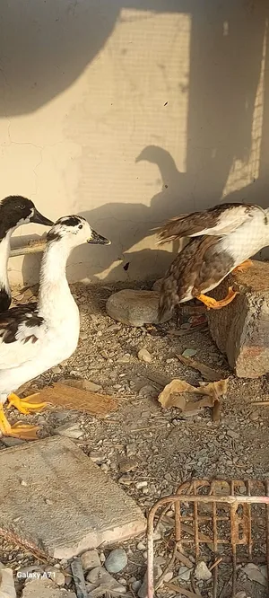 بط عماني يتحمل البرد والحراره ومناعت قويه