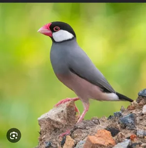 Looking for baby java sparrow or breeding pair