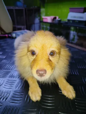 Pet Shop amerat