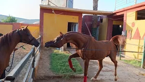 فحل عربي مصري فاخر رأس خرافيه بجميع الأوراق لهواء عروض الجمال والإنتاج بسعر لن يتكرر