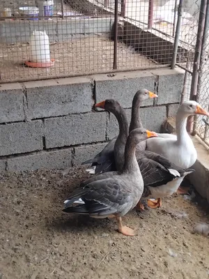 للبيع وز ازواج منتج