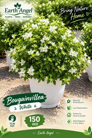 Bougainvillea White – Beautiful Flowering Plant TC20 Pot