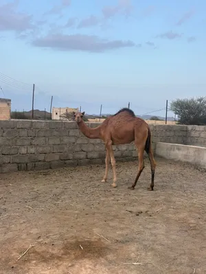 بكرة شتوية