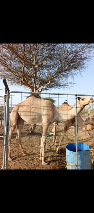 بكره يذعه ابوها سوداني