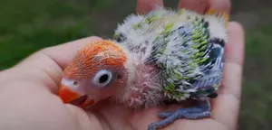 Beautiful love birds fischer chicks