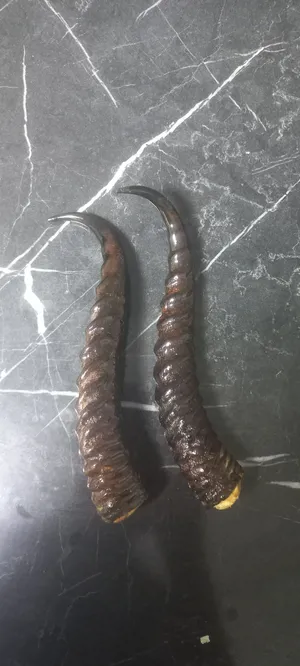 للبيع قرون غزال