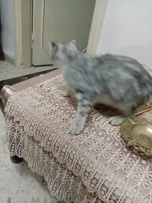 قطه جميله جدا العمر خمسه شهور