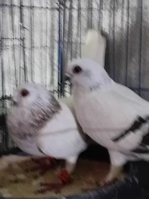 جوزين ما شاء الله صحه ونظافه للبيع اقرا الوصف