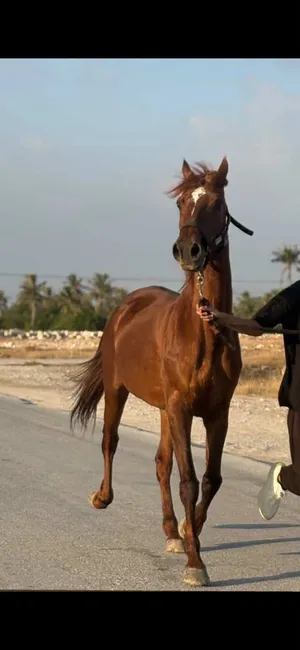 فرس مهجنه للمبتدين