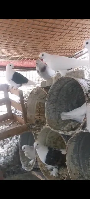 حمام مكس للبيع البيع بالجمله فقط