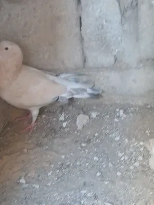 فحل ريحاني يوصل سعره 50    بس لاسا مو متعود يطير يعني يطير و يهدي