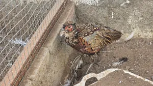 زوج فزن التفاصيل في الوصف