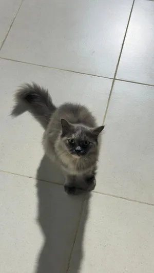 سنوره بصحه ممتازه