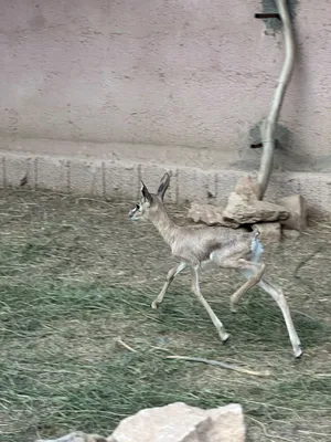 غزال عربي الديماني