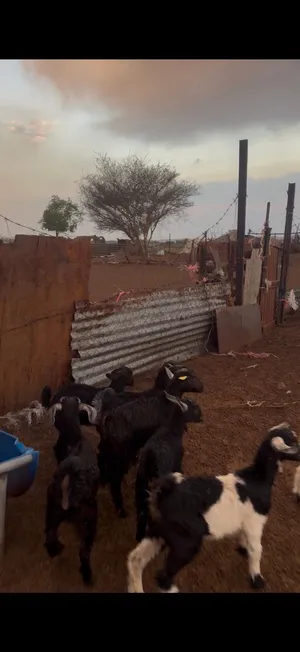 ذبايح الدار