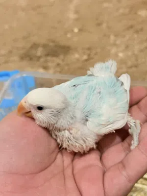 فروخ لوفبيرد نادره طفره