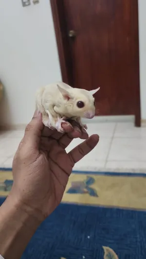 سنجاب طائر زوج شوقر
