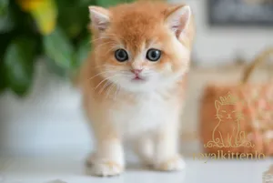 ذكور و اناث جولدny12