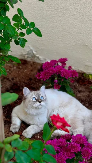 قطة تحب اللعب وغير مطعمه