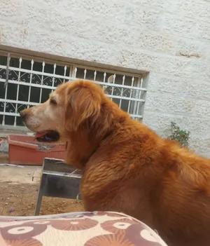 Golden retriever