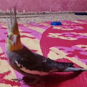 متاح فحل كوكتيل أليف طينه ولعوب كامل الجناح طير كلش حلو