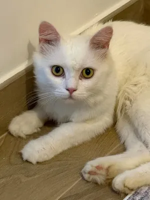 White cat turkish angora for sale 1500 AED negotiable.