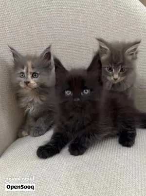 Purebred Maine Coon Kittens