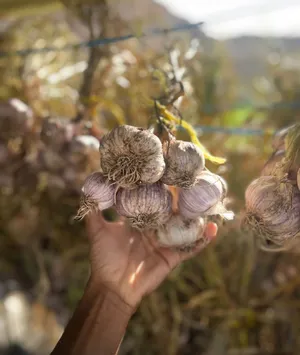 ثوم عماني للبيع ب 3 ريال فقط للكيلو