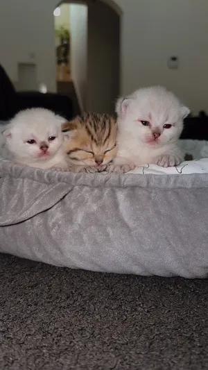 Scottish kitten’s