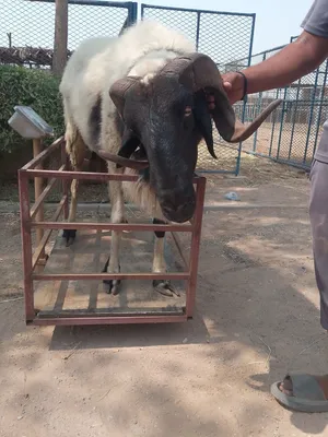 sheep AED 3000