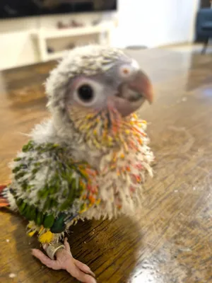 hand feeding yellow sided Highred Green cheek chicks and other hand feeding chicks