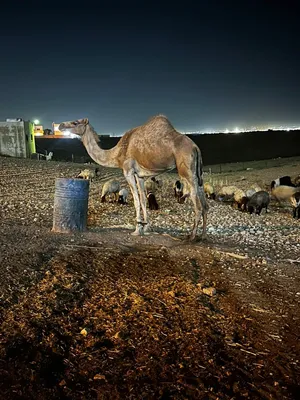 المعني لا يتابع السوق ناقه لقحه جديد