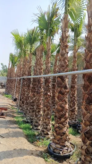 washingtonia