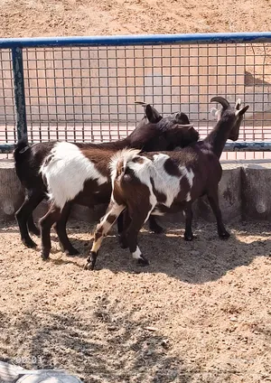 Dwarf goat for sale
