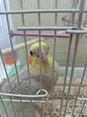 Cockateil adult trained