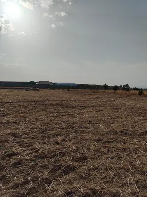 terrain-el-hamma-khenchela
