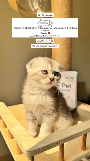 Scottish Fold Black Silver Shaded (SFS ns 11) Double fold
