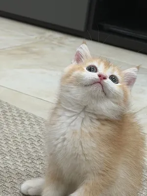 سكوتش قولد ستريت بيور