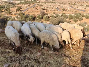 عواس اصلي كوم للبيع
