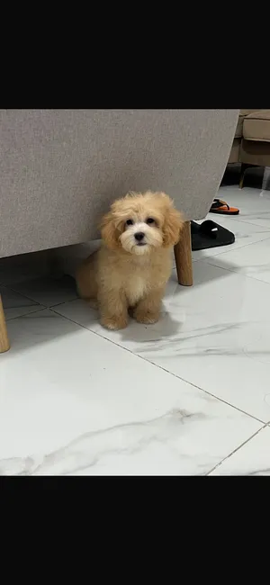 maltipoo, bullies, toy poodle, Golden retriever, pomeranian/daschund, maltese, yorkie