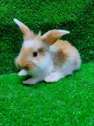 ارنب زينة لتربية منزلية Bunny
